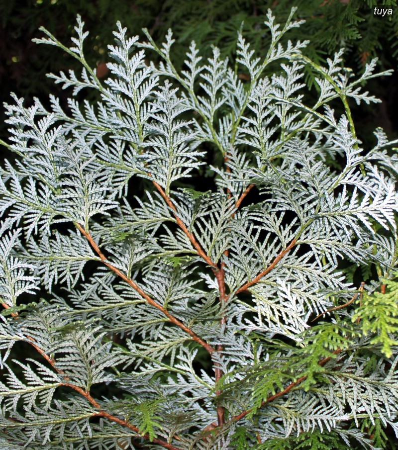 tuya koraiensis0 tuya koraiensis0
