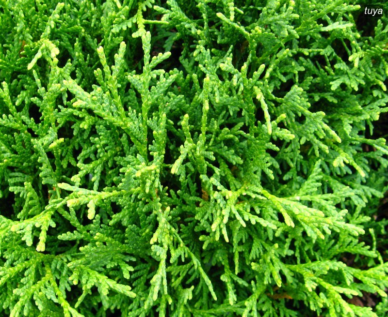 tuya occidentalis1 tuya occidentalis1