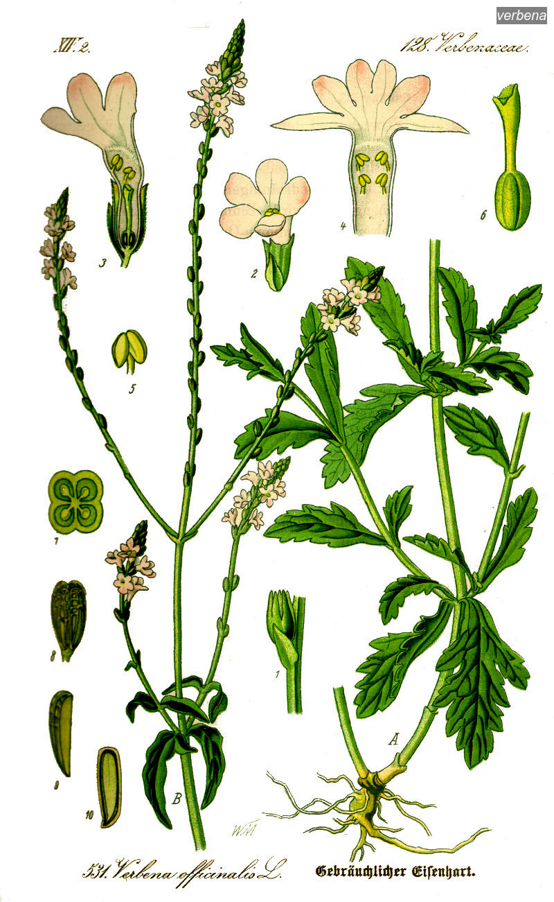 verbena0 verbena0