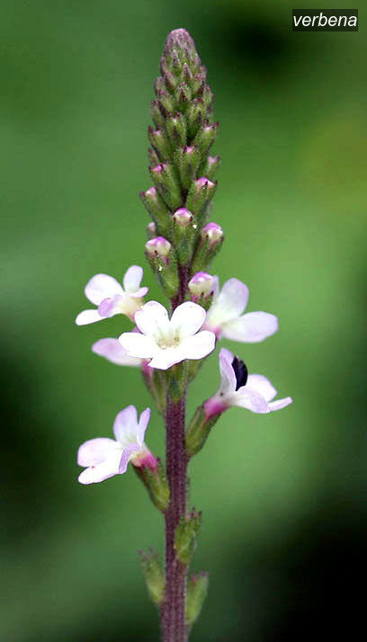 verbena1 verbena1