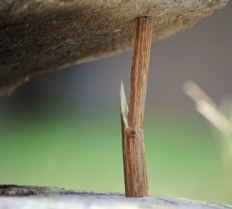 promontory peg 0003